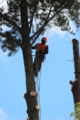 Удаление дерева частями Спб