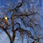 Удалить дерево частями Санкт-Петербург