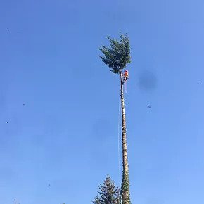 валка больших деревьев